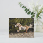 Bob Langrish | Bashkir Curly Stallion Running Postkarte (Stehend Vorderseite)