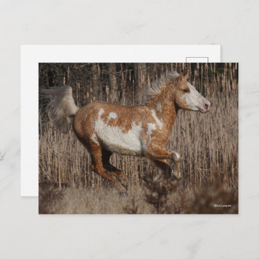 Bob Langrish | Bashkir Curly Stallion Running Postkarte (Vorne/Hinten)