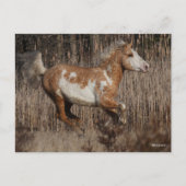 Bob Langrish | Bashkir Curly Stallion Running Postkarte (Vorderseite)