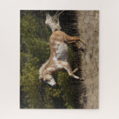 Bob Langrish | Bashkir Curly Stallion Running Puzzle (Vertikal)