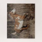 Bob Langrish | Bashkir Curly Stallion Running Puzzle (Vertikal)