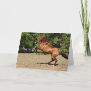 Bob Langrish   Bay Akhal Teke Stallion Karte