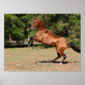 Bob Langrish | Bay Akhal Teke Stallion Poster (Vorne)