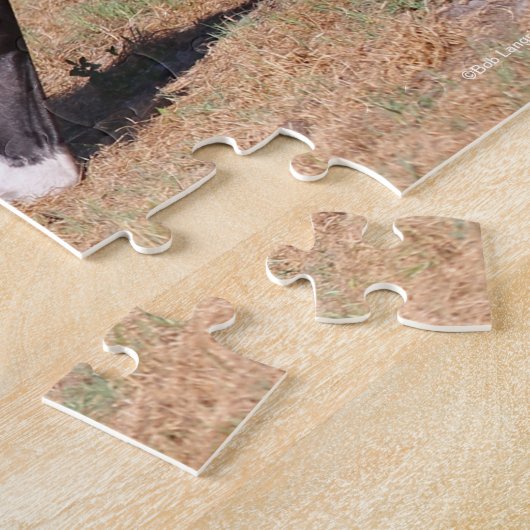 Bob Langrish | Bay Akhal Teke Stallion Puzzle (Seite)