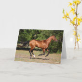 Bob Langrish | Bay Akhal Teke Stallion Running Karte (Gelbe Blume)