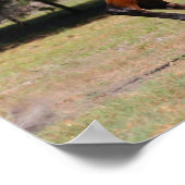 Bob Langrish | Bay Akhal Teke Stallion Running Poster (Ecke)