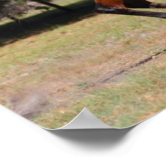 Bob Langrish | Bay Akhal Teke Stallion Running Poster (Ecke)