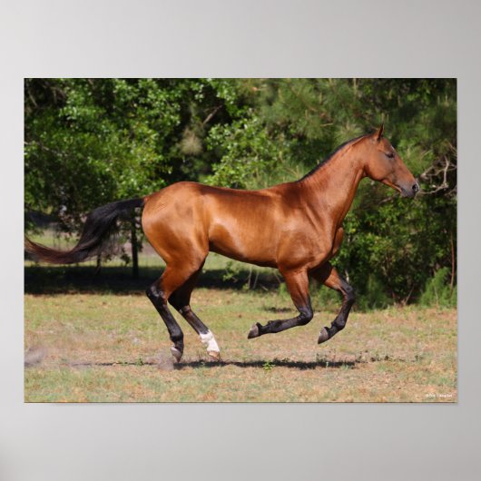 Bob Langrish | Bay Akhal Teke Stallion Running Poster (Vorne)