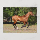Bob Langrish | Bay Akhal Teke Stallion Running Postkarte (Vorderseite)