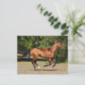 Bob Langrish | Bay Akhal Teke Stallion Running Postkarte (Stehend Vorderseite)
