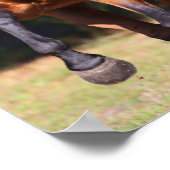 Bob Langrish | Bay Akhal Teke Stehend Poster (Ecke)