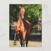 Bob Langrish | Bay Akhal Teke Stehend Postkarte (Vorderseite)