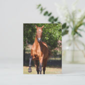 Bob Langrish | Bay Akhal Teke Stehend Postkarte (Stehend Vorderseite)