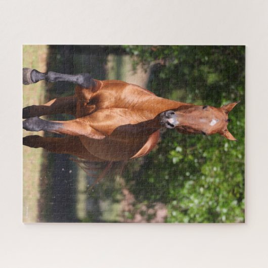 Bob Langrish | Bay Akhal Teke Stehend Puzzle (Horizontal)