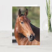 Bob Langrish | Bay Andalucian Headshot Karte (Vorderseite)