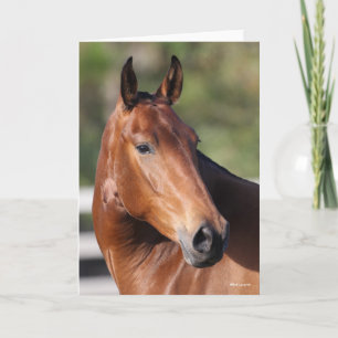 Bob Langrish Bay Andalucian Headshot Karte