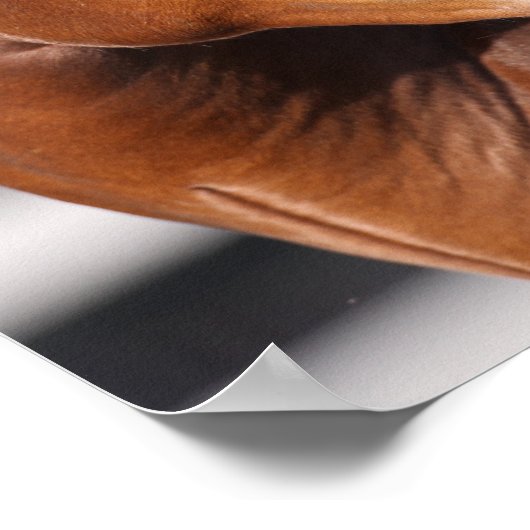 Bob Langrish | Bay Andalucian Headshot Poster (Ecke)