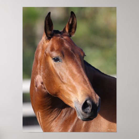 Bob Langrish | Bay Andalucian Headshot Poster (Vorne)