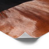 Bob Langrish | Bay Andalucian Headshot Poster (Ecke)