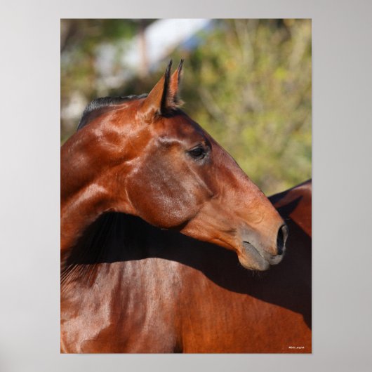 Bob Langrish | Bay Andalucian Headshot Poster (Vorne)