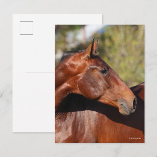 Bob Langrish | Bay Andalucian Headshot Postkarte (Vorne/Hinten)