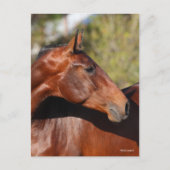 Bob Langrish | Bay Andalucian Headshot Postkarte (Vorderseite)