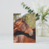 Bob Langrish | Bay Andalucian Headshot Postkarte (Stehend Vorderseite)