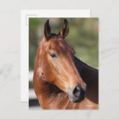 Bob Langrish | Bay Andalucian Headshot Postkarte (Vorne/Hinten)