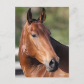 Bob Langrish | Bay Andalucian Headshot Postkarte (Vorderseite)