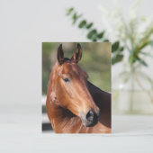 Bob Langrish | Bay Andalucian Headshot Postkarte (Stehend Vorderseite)