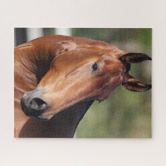 Bob Langrish | Bay Andalucian Headshot Puzzle (Horizontal)