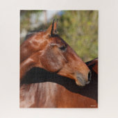 Bob Langrish | Bay Andalucian Headshot Puzzle (Vertikal)