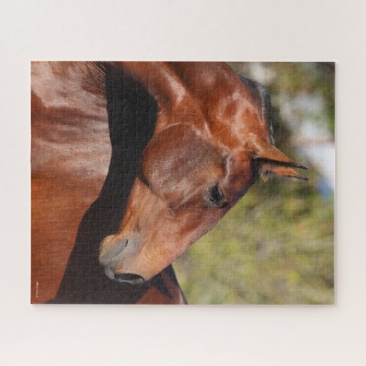 Bob Langrish | Bay Andalucian Headshot Puzzle (Horizontal)