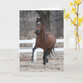 Bob Langrish | Bay Andalucian Stallion Running Karte (Gelbe Blume)
