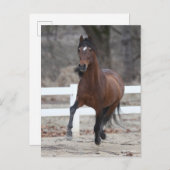 Bob Langrish | Bay Andalucian Stallion Running Postkarte (Vorne/Hinten)