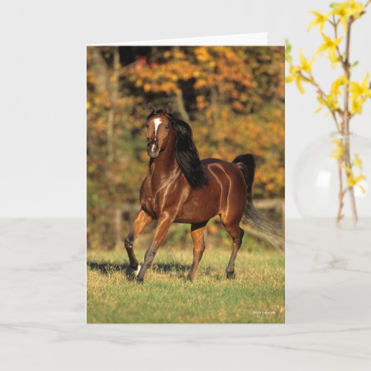 Bob Langrish | Bay Arab Autumnal Background Karte (Gelbe Blume)