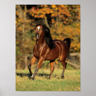 Bob Langrish   Bay Arab Autumnal Background Poster