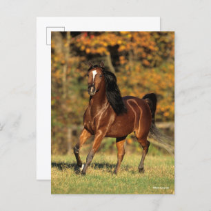 Bob Langrish   Bay Arab Autumnal Background Postkarte