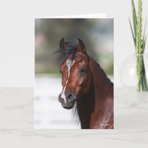 Bob Langrish   Bay Arab Colt Headshot Karte