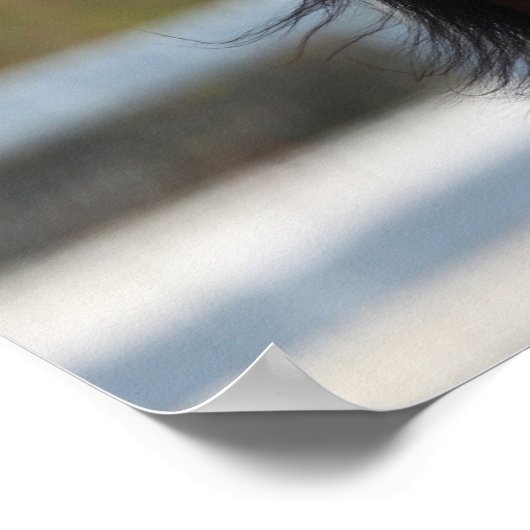 Bob Langrish | Bay Arab Colt Headshot Poster (Ecke)