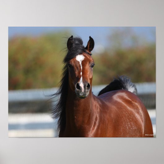 Bob Langrish | Bay Arab Colt Headshot Poster (Vorne)