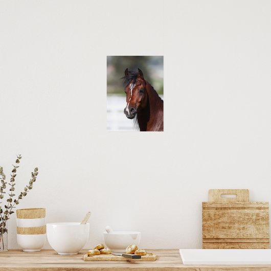 Bob Langrish | Bay Arab Colt Headshot Poster (Küche)