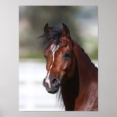 Bob Langrish | Bay Arab Colt Headshot Poster (Vorne)