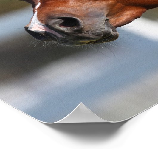 Bob Langrish | Bay Arab Colt Headshot Poster (Ecke)