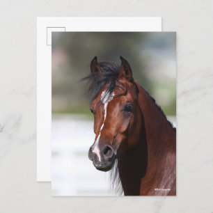 Bob Langrish   Bay Arab Colt Headshot Postkarte