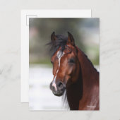 Bob Langrish | Bay Arab Colt Headshot Postkarte (Vorne/Hinten)