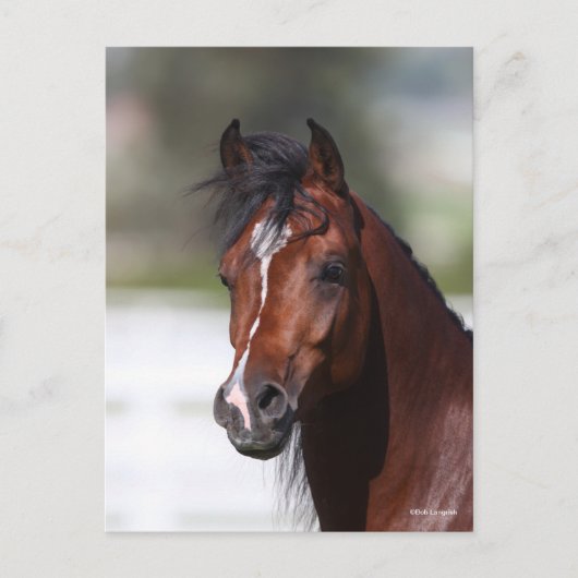 Bob Langrish | Bay Arab Colt Headshot Postkarte (Vorderseite)