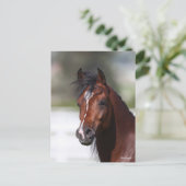 Bob Langrish | Bay Arab Colt Headshot Postkarte (Stehend Vorderseite)