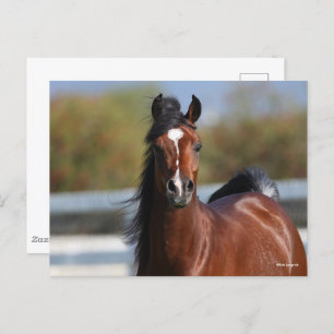 Bob Langrish   Bay Arab Colt Headshot Postkarte