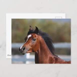 Bob Langrish   Bay Arab Colt Headshot Postkarte